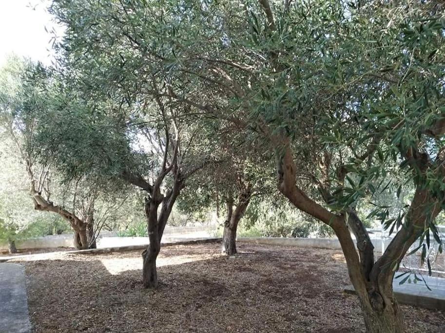 White Villa In Olive Trees And Seaview To Panagia Almiropótamos المظهر الخارجي الصورة