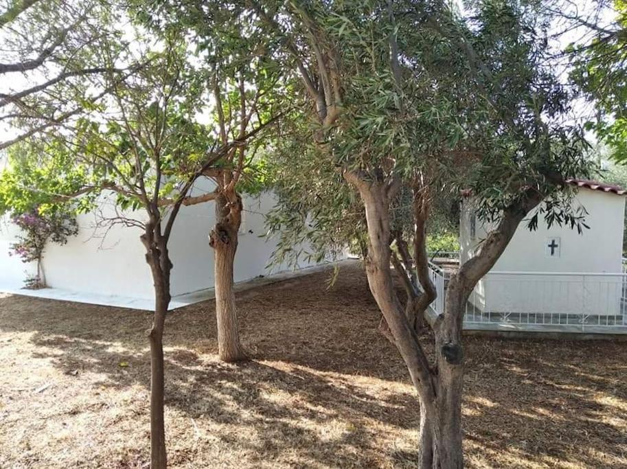 White Villa In Olive Trees And Seaview To Panagia Almiropótamos المظهر الخارجي الصورة